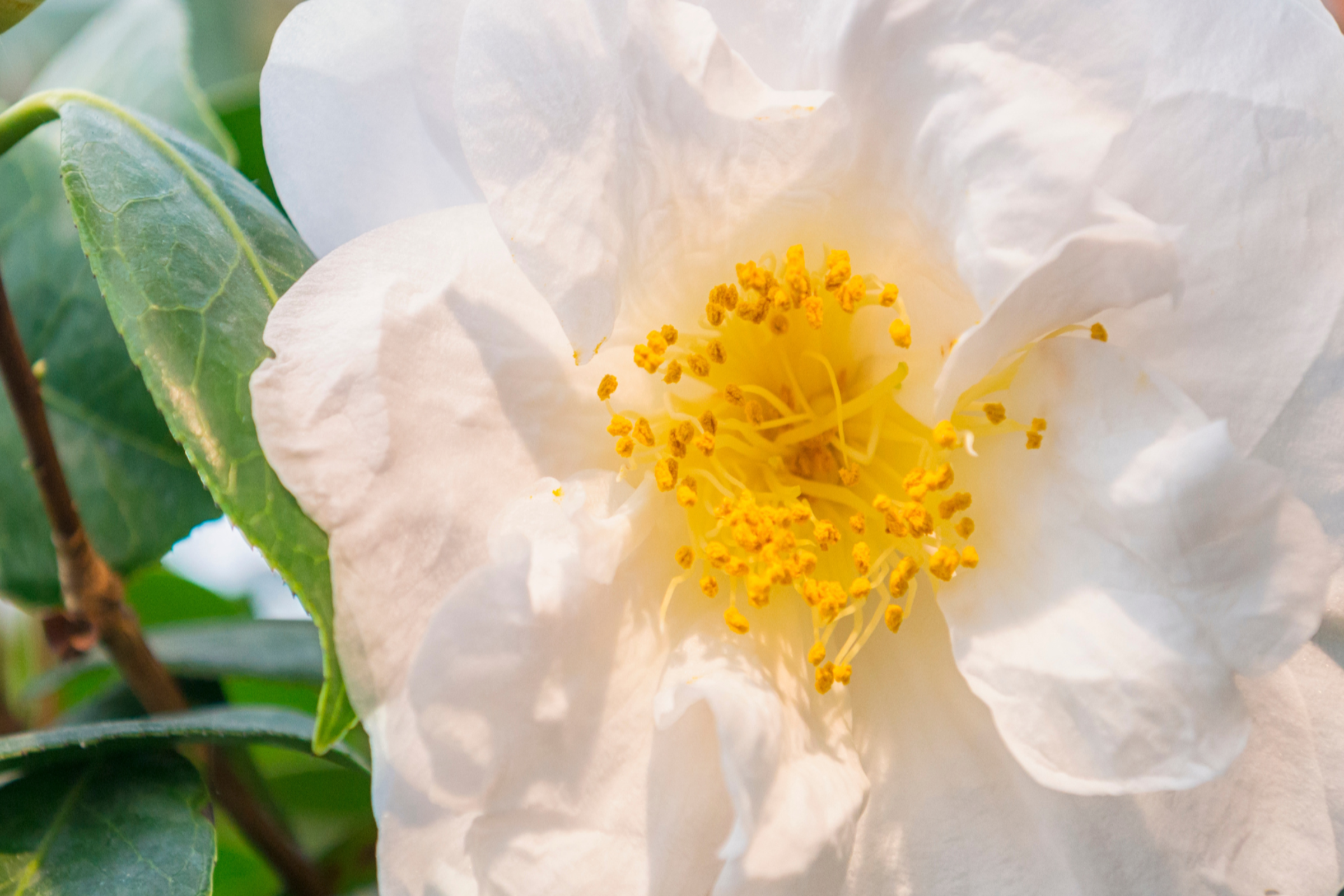 Camellia Oleifera Flower