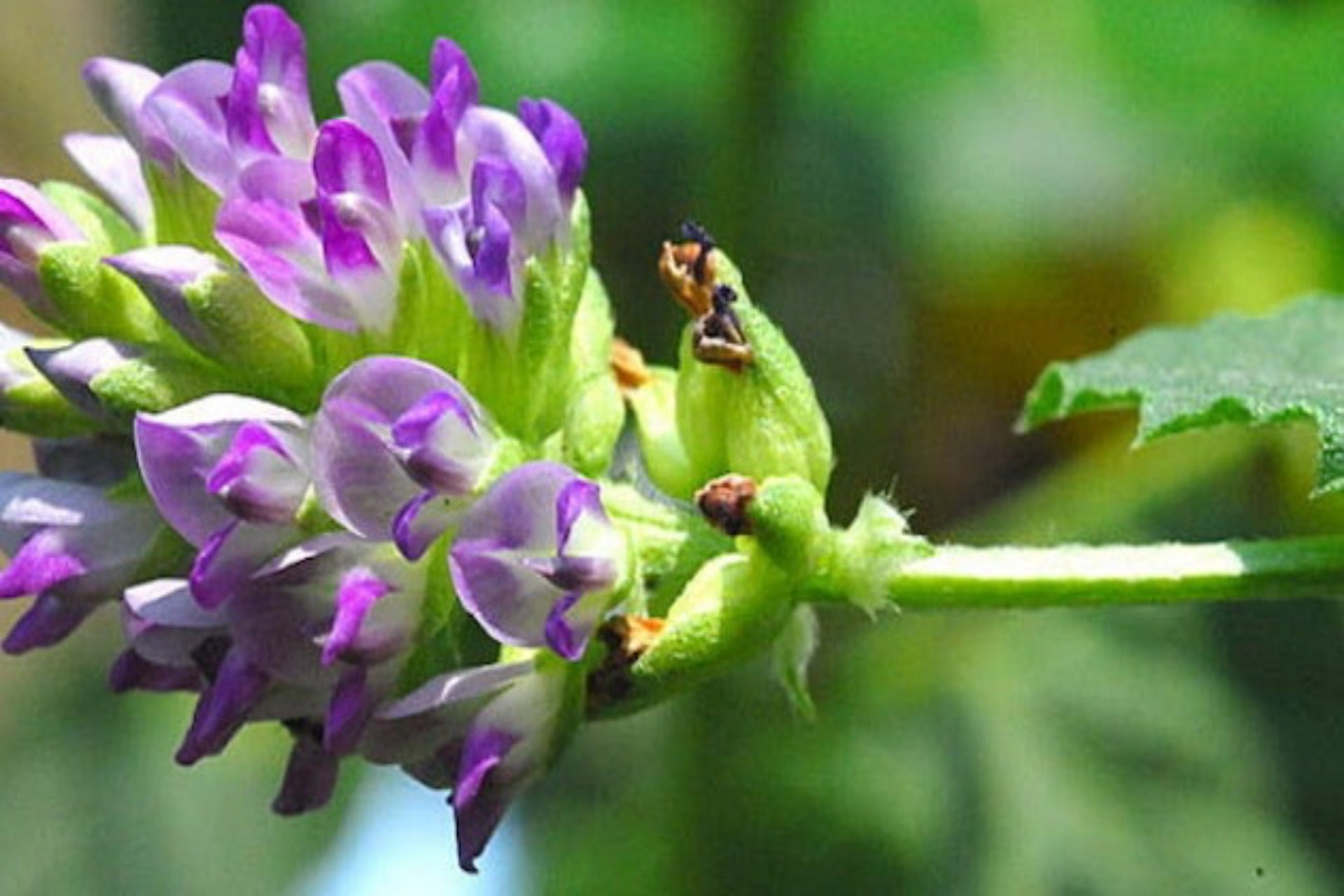 Bakuchiol natural retinol alternative for mature skin, extracted from Psoralea Corylifolia plant