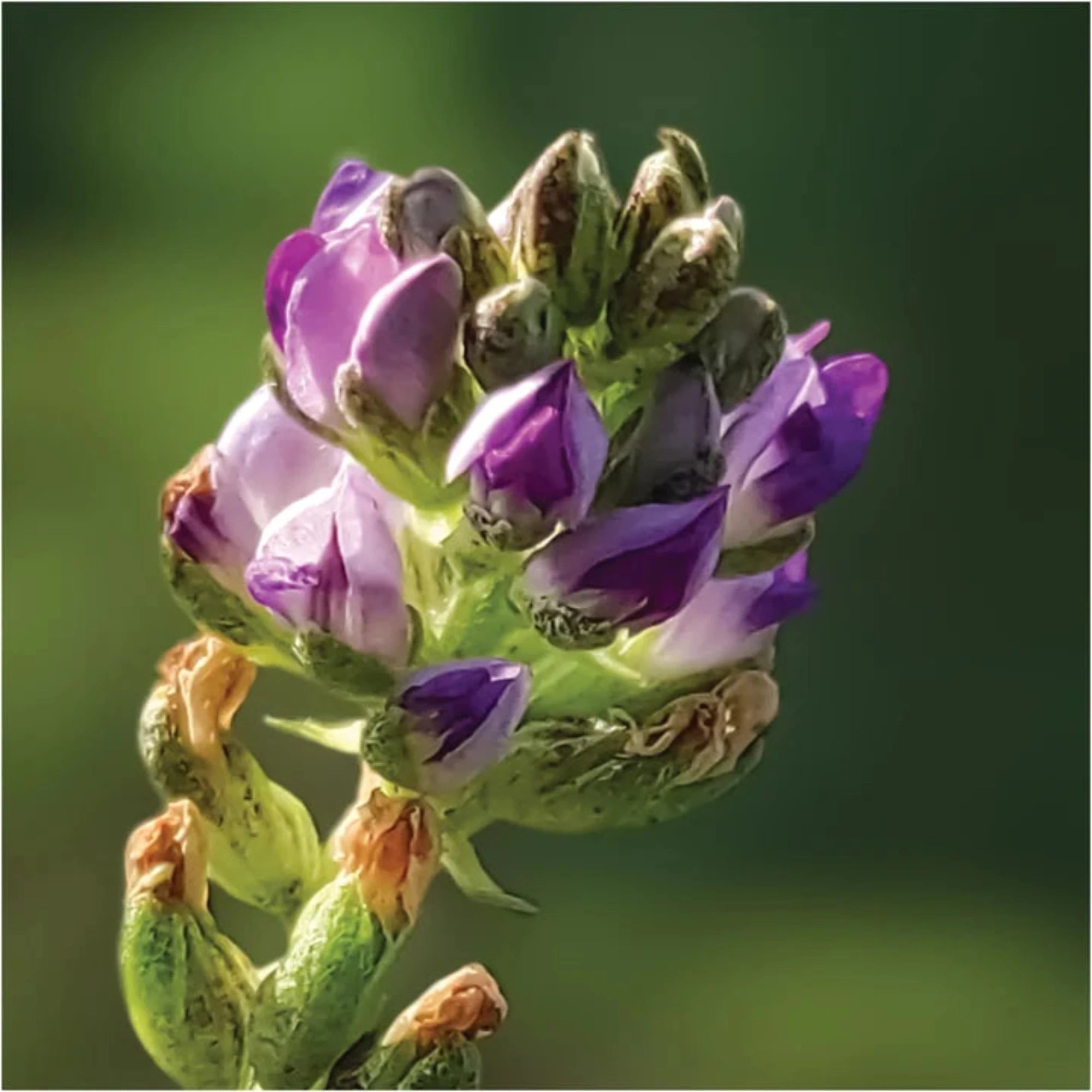 Bakuchiol natural retinol alternative for mature skin, extracted from Psoralea Corylifolia plant