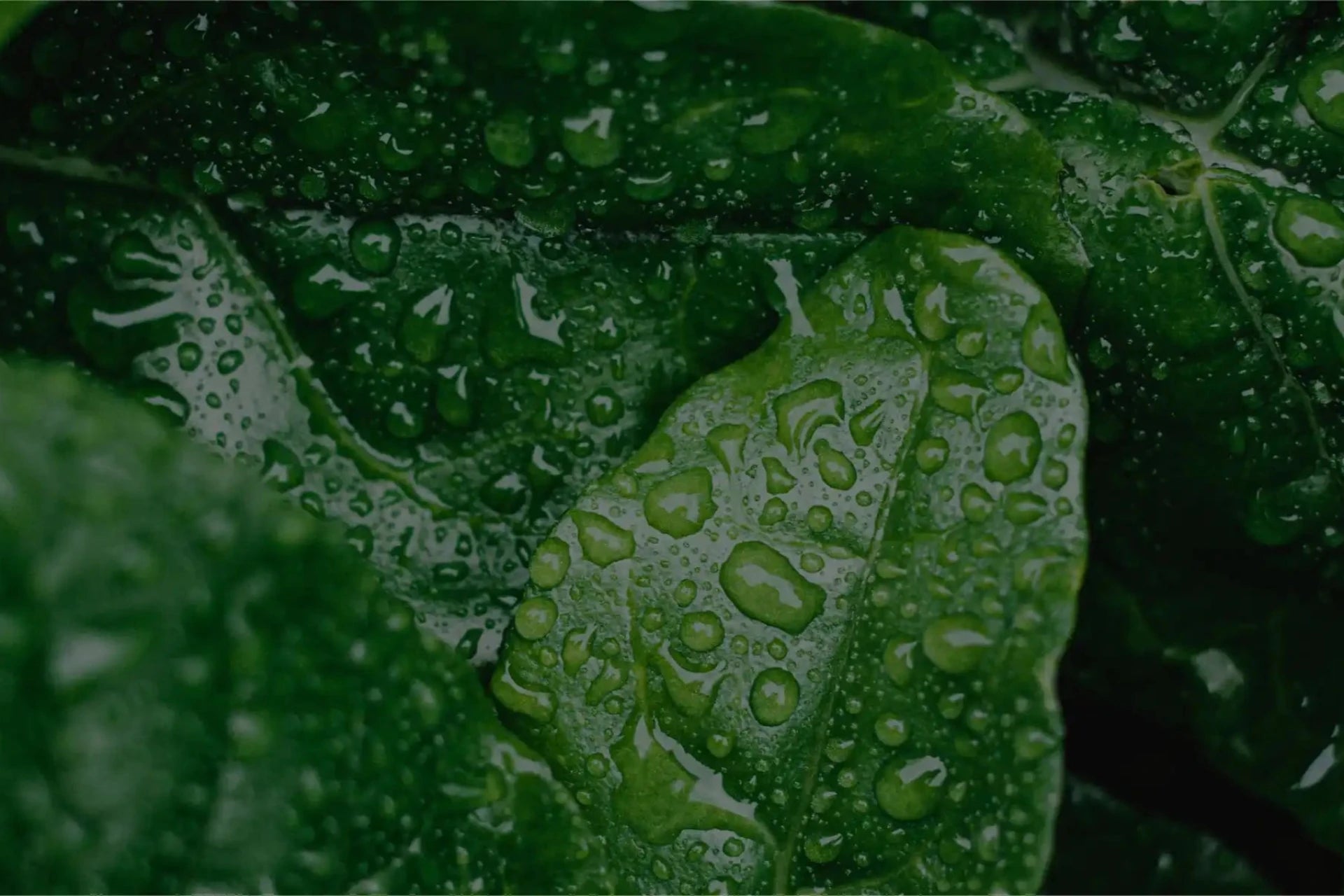 Raindrops on fresh green leaves – a symbol of hydration, renewal, and nature’s purity.