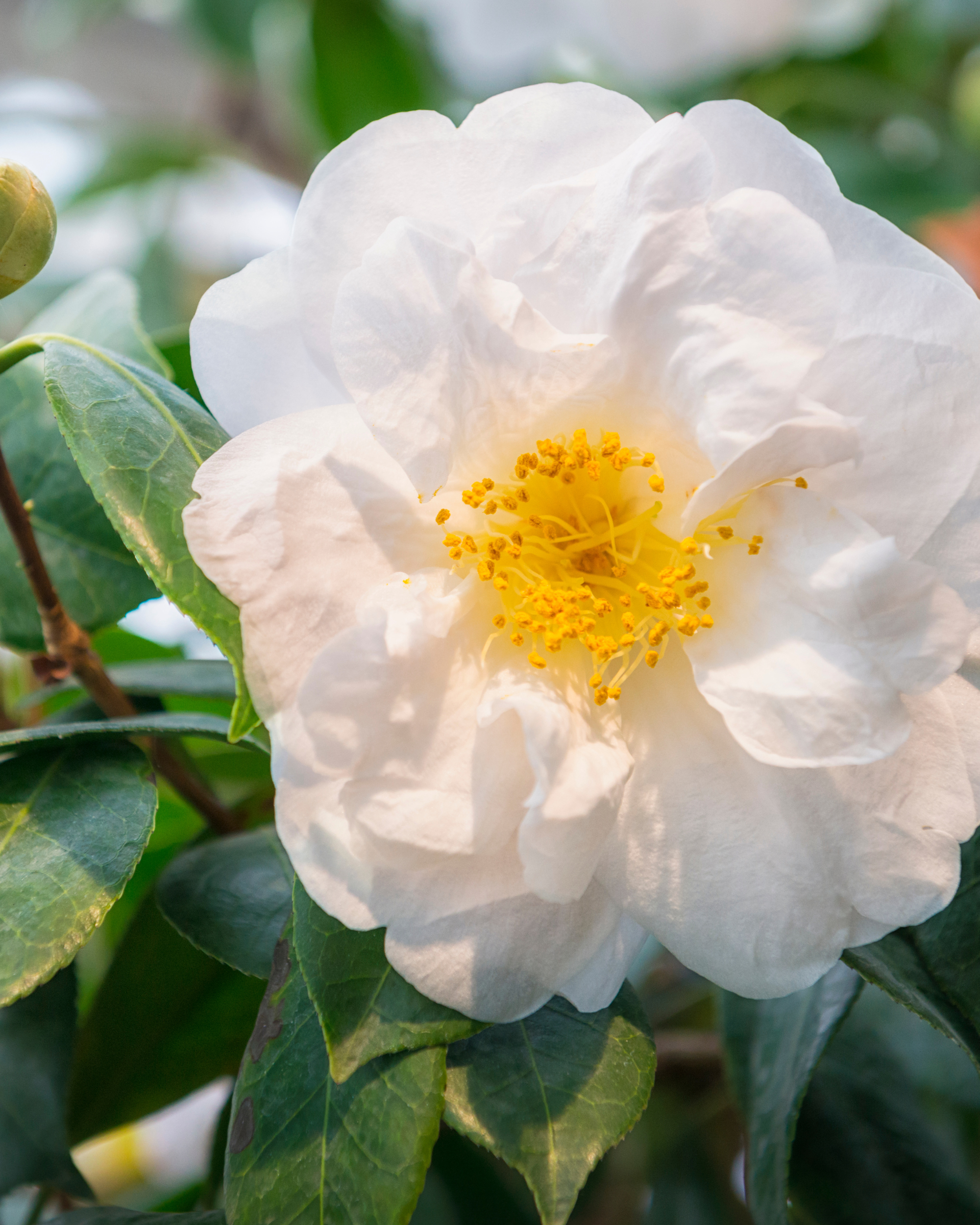 camellia oleifera flower