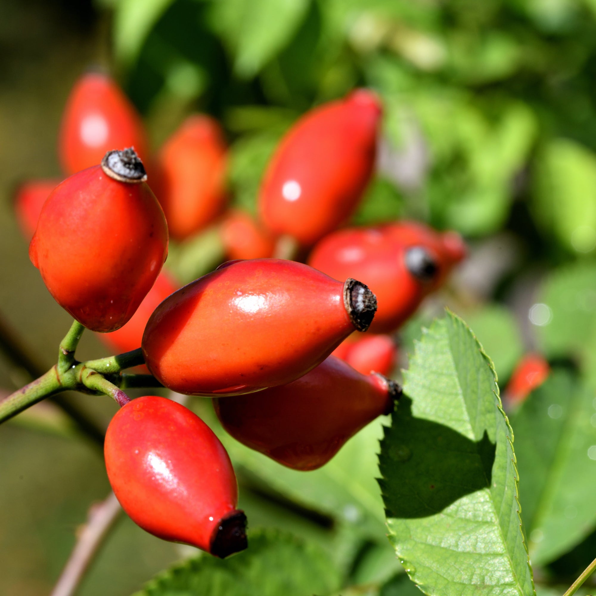 Rosehip oil – a nutrient-rich botanical extract packed with vitamins and antioxidants to hydrate, brighten, and support skin renewal